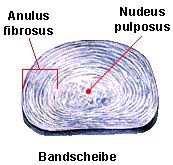 Anatomie der Bandscheibe